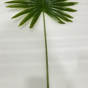 Chinese Palm Leaf Big